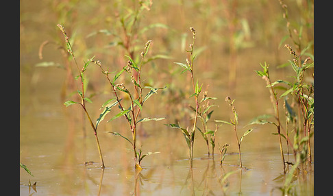 Floh-Knöterich (Polygonum persicaria)