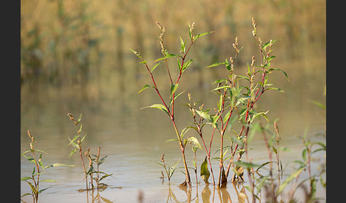 Floh-Knöterich (Polygonum persicaria)