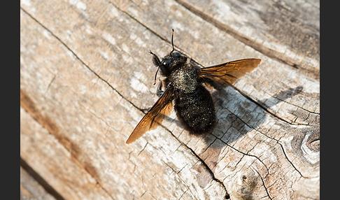 Große Holzbiene (Xylocopa violacea)