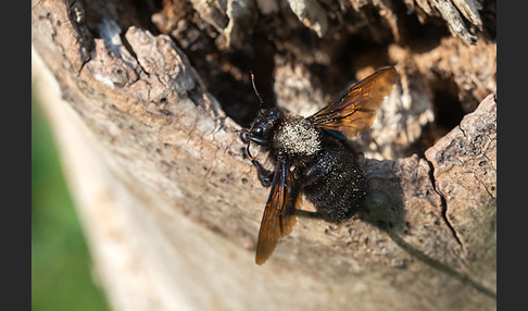 Große Holzbiene (Xylocopa violacea)