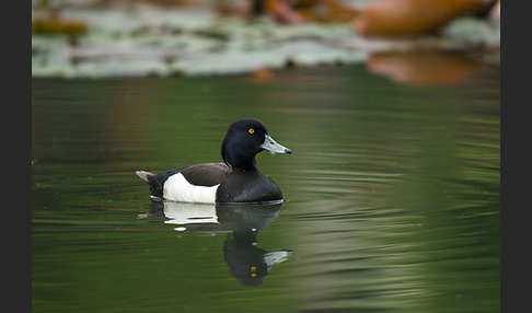 Reiherente (Aythya fuligula)