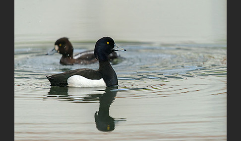 Reiherente (Aythya fuligula)