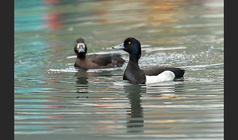 Reiherente (Aythya fuligula)