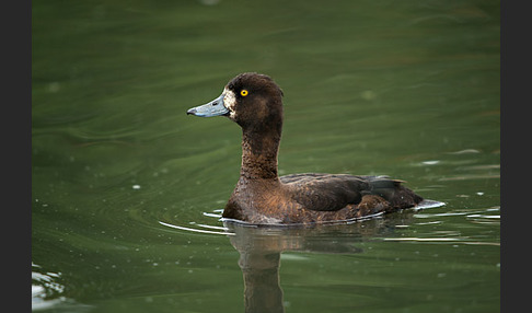 Reiherente (Aythya fuligula)