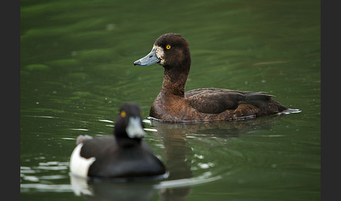 Reiherente (Aythya fuligula)