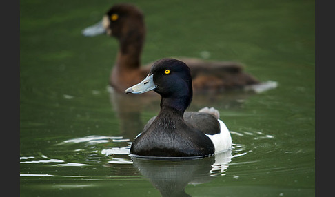 Reiherente (Aythya fuligula)