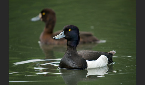 Reiherente (Aythya fuligula)