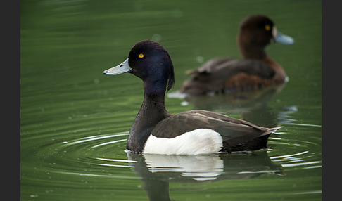 Reiherente (Aythya fuligula)