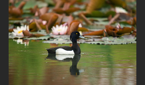 Reiherente (Aythya fuligula)