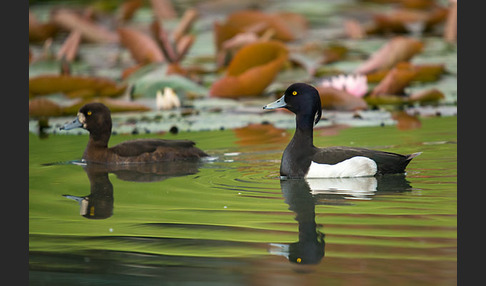 Reiherente (Aythya fuligula)