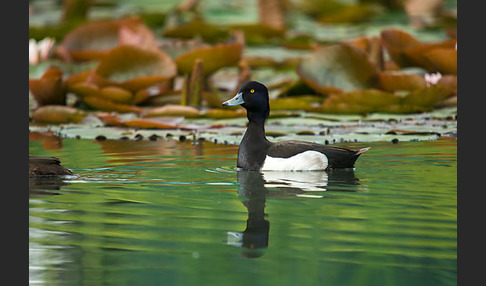 Reiherente (Aythya fuligula)