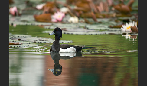 Reiherente (Aythya fuligula)