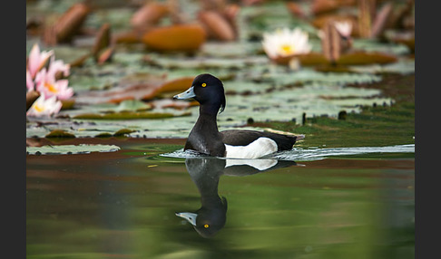 Reiherente (Aythya fuligula)