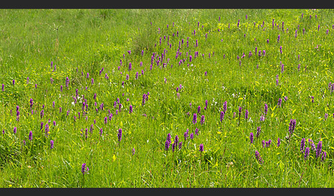 Breitblättrige Kuckucksblume (Dactylorhiza majalis)