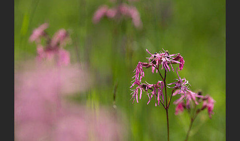 Kuckucks-Lichtnelke (Lychnis flos-cuculi)