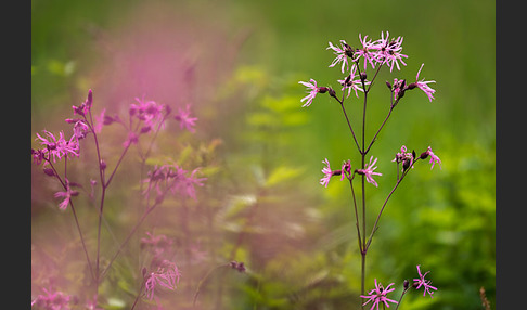 Kuckucks-Lichtnelke (Lychnis flos-cuculi)