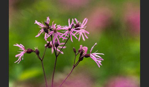 Kuckucks-Lichtnelke (Lychnis flos-cuculi)