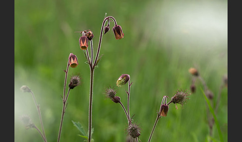 Bach-Nelkenwurz (Geum rivale)