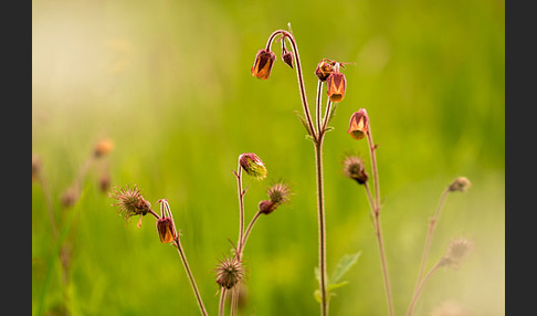 Bach-Nelkenwurz (Geum rivale)