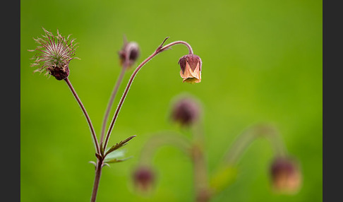 Bach-Nelkenwurz (Geum rivale)