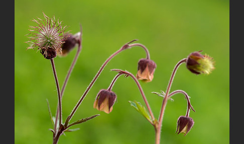 Bach-Nelkenwurz (Geum rivale)