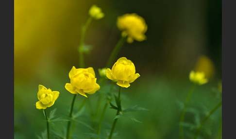 Trollblume (Trollius europaeus)