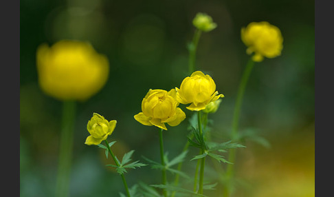 Trollblume (Trollius europaeus)