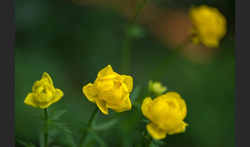 Trollblume (Trollius europaeus)