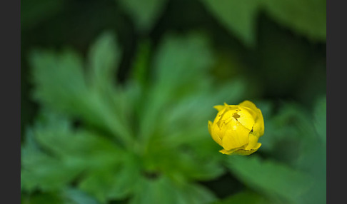 Trollblume (Trollius europaeus)