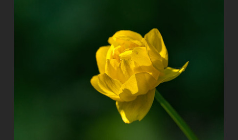 Trollblume (Trollius europaeus)