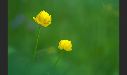 Trollblume (Trollius europaeus)