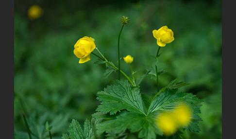 Trollblume (Trollius europaeus)