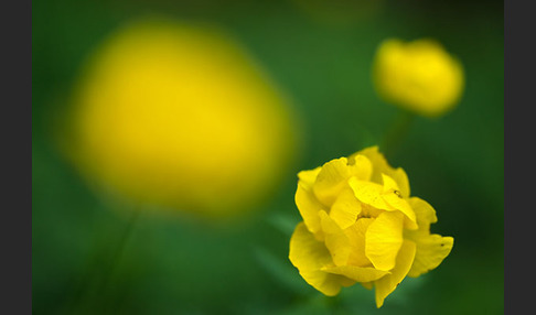 Trollblume (Trollius europaeus)