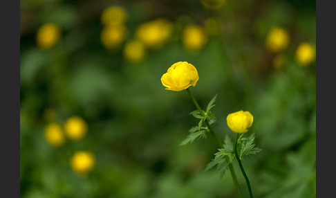 Trollblume (Trollius europaeus)