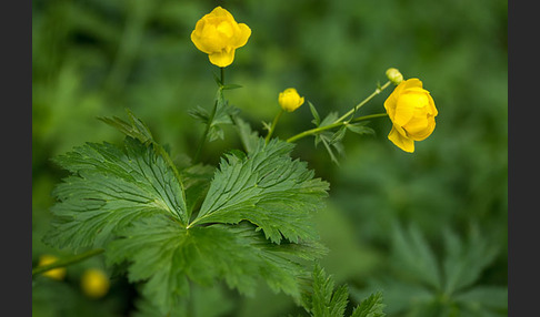 Trollblume (Trollius europaeus)