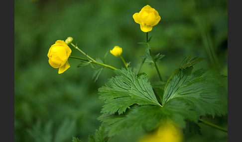 Trollblume (Trollius europaeus)