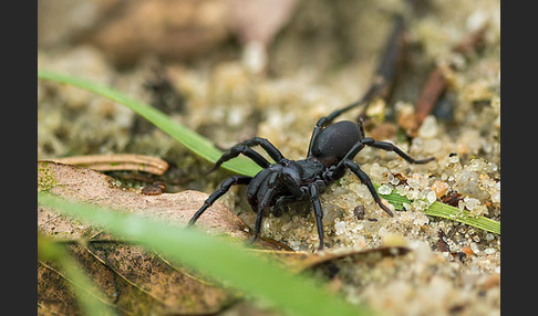 Gemeine Tapezierspinne (Atypus  affinis)