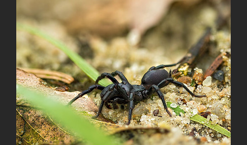 Gemeine Tapezierspinne (Atypus  affinis)