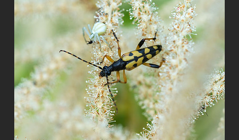 Gefleckter Schmalbock (Leptura maculata)