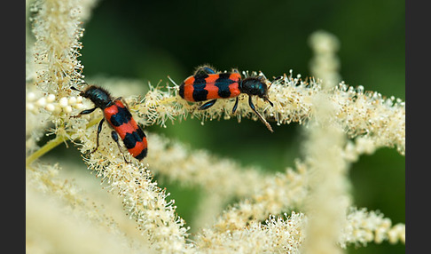 Gemeiner Bienenkäfer (Trichodes apiarius)