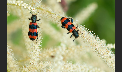 Gemeiner Bienenkäfer (Trichodes apiarius)