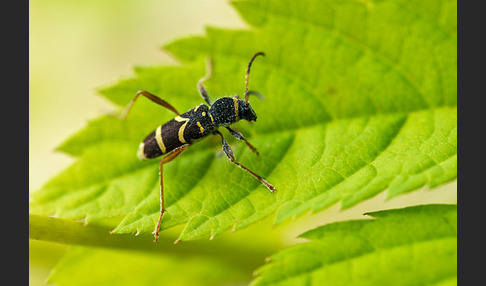 Gemeiner Widderbock (Clytus arietis)