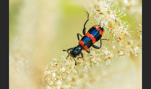 Gemeiner Bienenkäfer (Trichodes apiarius)