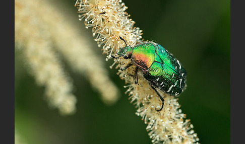 Gemeiner Rosenkäfer (Cetonia aurata)