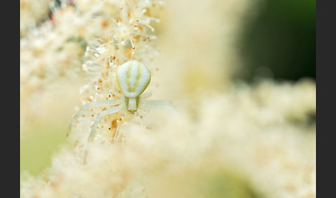 Veränderliche Krabbenspinne (Misumena vatia)