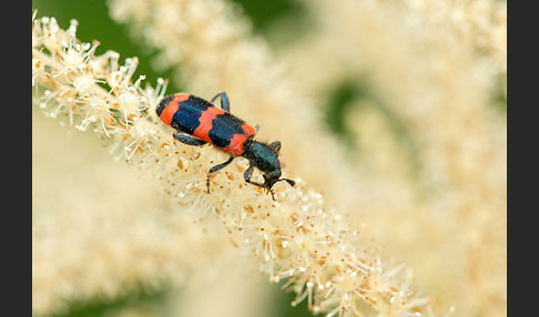 Gemeiner Bienenkäfer (Trichodes apiarius)