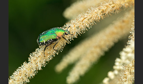 Gemeiner Rosenkäfer (Cetonia aurata)