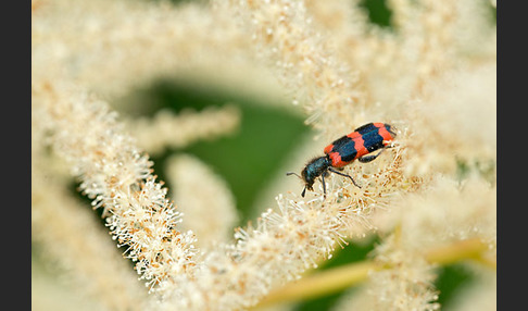 Gemeiner Bienenkäfer (Trichodes apiarius)