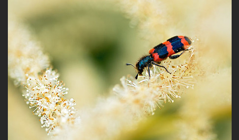 Gemeiner Bienenkäfer (Trichodes apiarius)