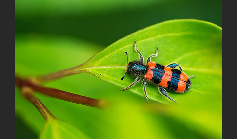 Gemeiner Bienenkäfer (Trichodes apiarius)